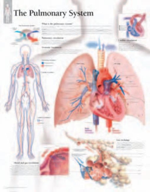 Book cover of: Pulmonary System Laminated Poster. By: Scientific Publishing