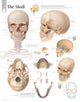 Book cover of: Skull Laminated Poster