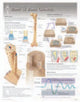 Book cover of: Bone & Bone Growth Laminated Poster
