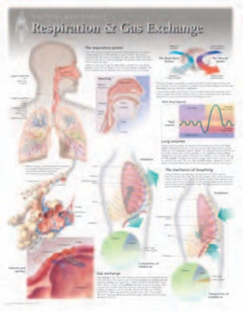 Book cover of: Respiration & Gas Exchange Laminated Poster