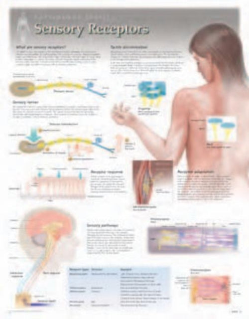 Book cover of: Sensory Receptors Laminated Poster