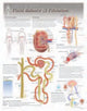 Book cover of: Fluid Balance & Filtration Laminated Poster