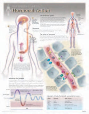 Hormonal Action Laminated Poster