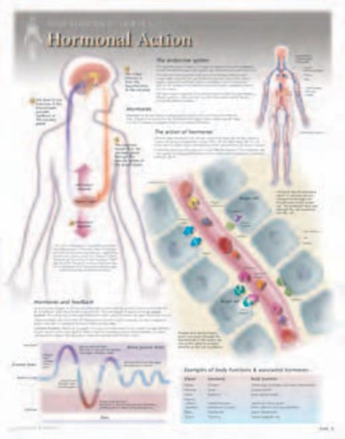 Book cover of: Hormonal Action Laminated Poster