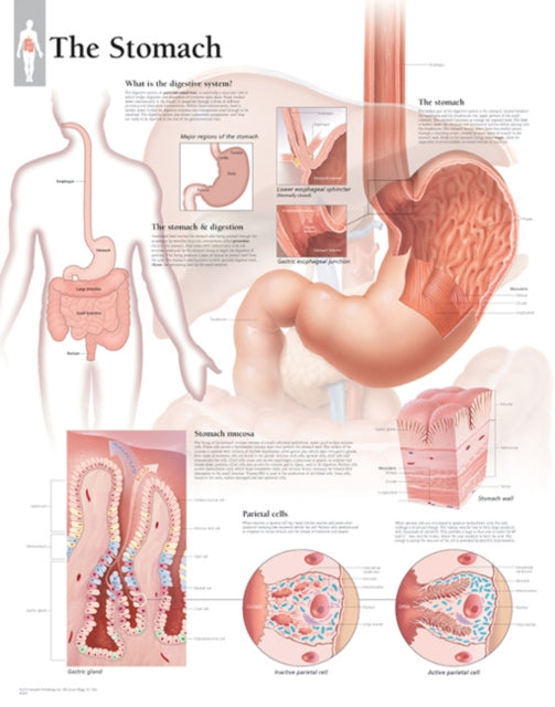 Book cover of: Stomach Laminated Poster