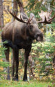 Book cover of: Moose Blank Journal