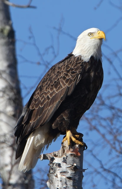 Book cover of: Eagle Perched Blank Journal. By: Nodin Press Staff