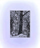 Book cover of: Woods