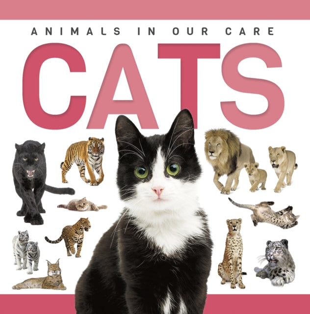 Book cover of: Cats. By: Rebecca Phillips-Bartlett