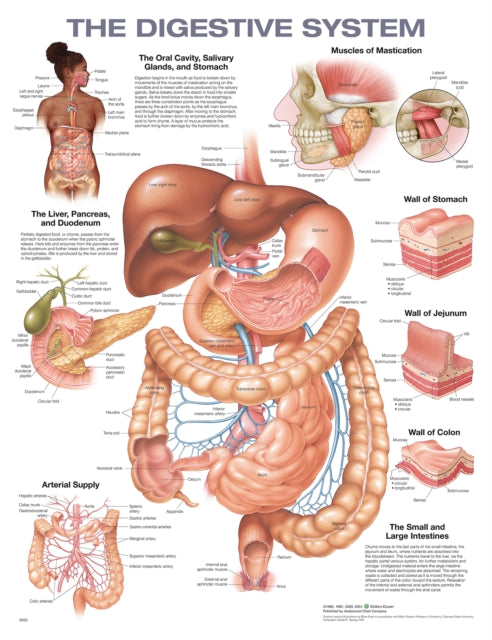 Book cover of: Digestive System Anatomical Chart. By: Anatomical Chart Company
