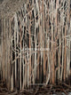 Book cover of: Doris Salcedo. By: Sam Keller
