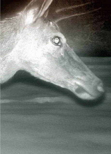 Book cover of: Trapped. By: Alex Hanimann