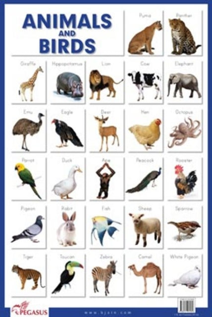 Book cover of: Animals & Birds