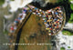 Book cover of: Waterfall Project. By: Olivo Barbieri