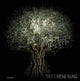 Book cover of: Irene Kung:Trees. By: George Steinmetz