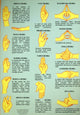 Book cover of: Mudras -- A4
