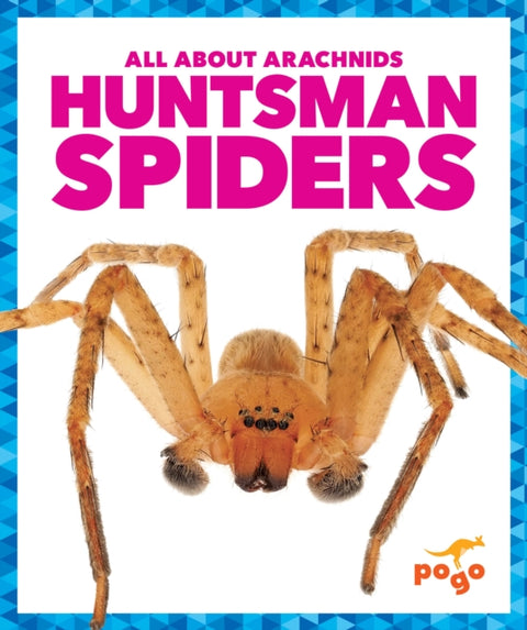 Huntsman Spiders